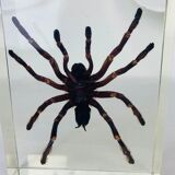 Spider tarantula resin insect object of curiosity