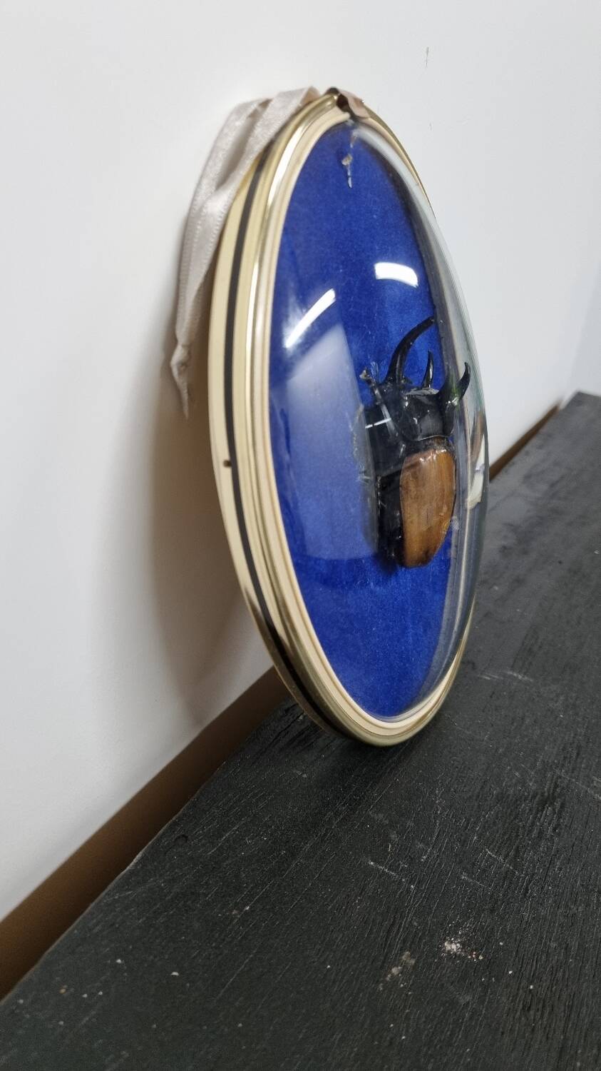 Beetle entomology box