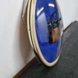 Beetle entomology box