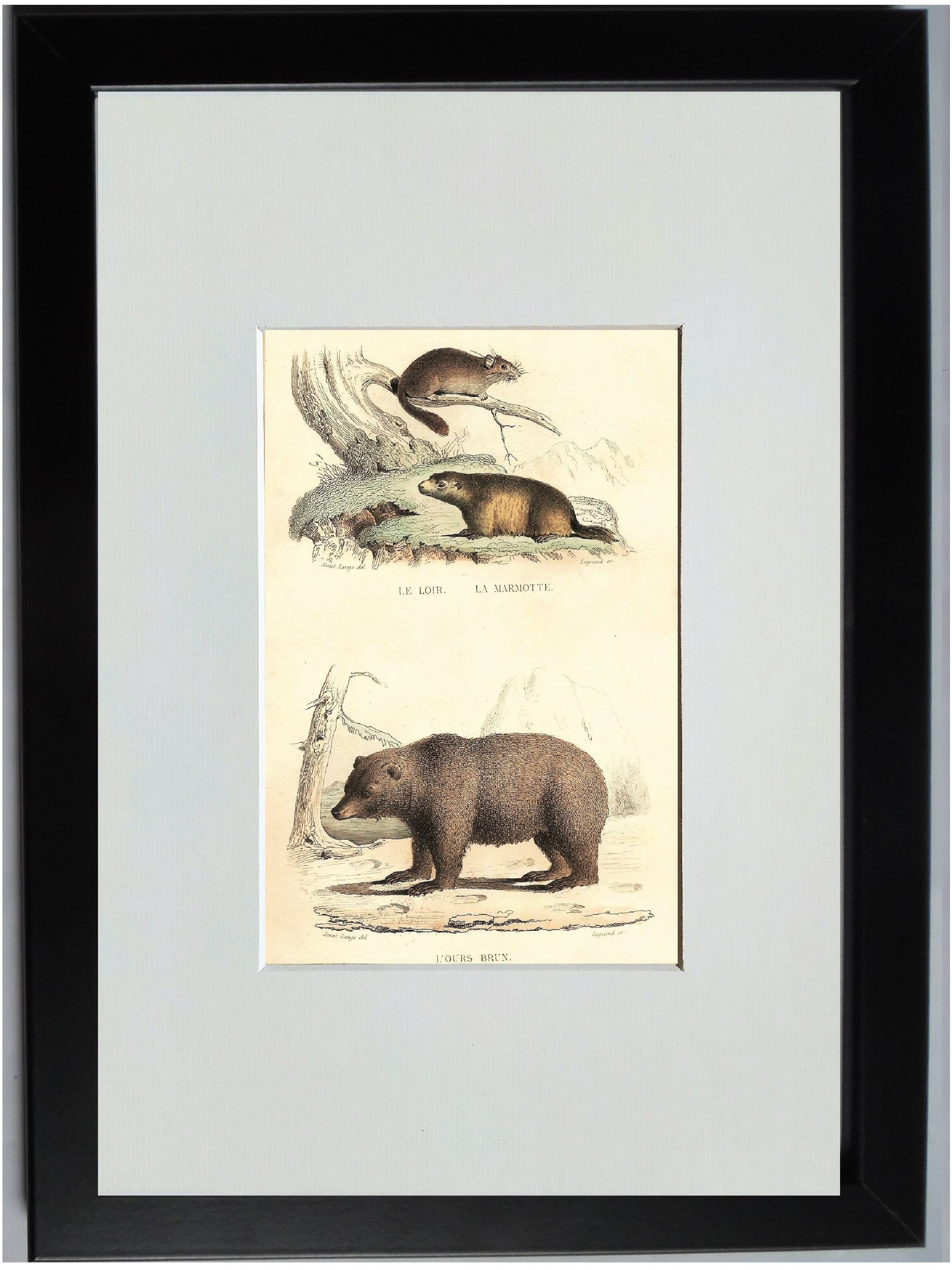 Original zoological plate " loir, marmotte, ours " - buffon 1840