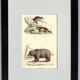 Original zoological plate " loir, marmotte, ours " - buffon 1840