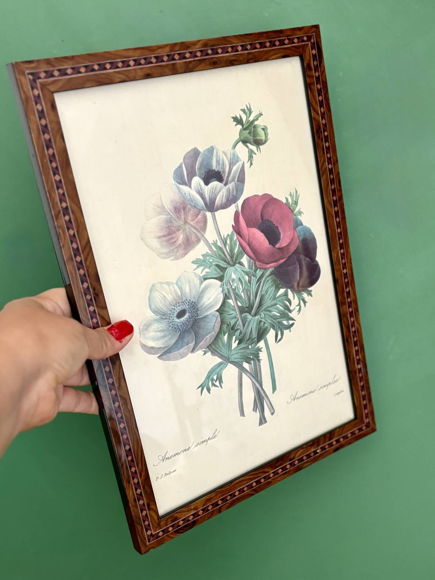 Vintage frame drawing of anemones by Redouté.