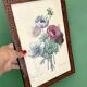 Vintage frame drawing of anemones by Redouté.