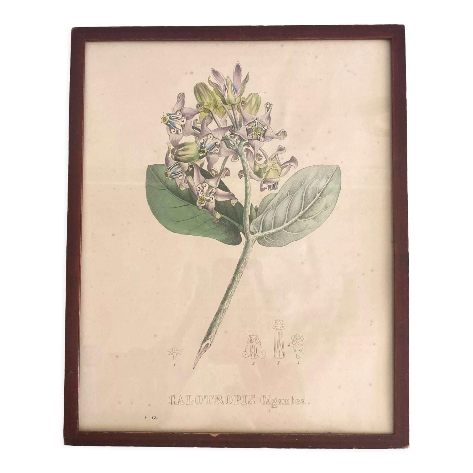 Botanical board, glazed wood frame