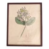 Botanical board, glazed wood frame