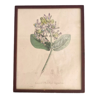 Botanical board, glazed wood frame