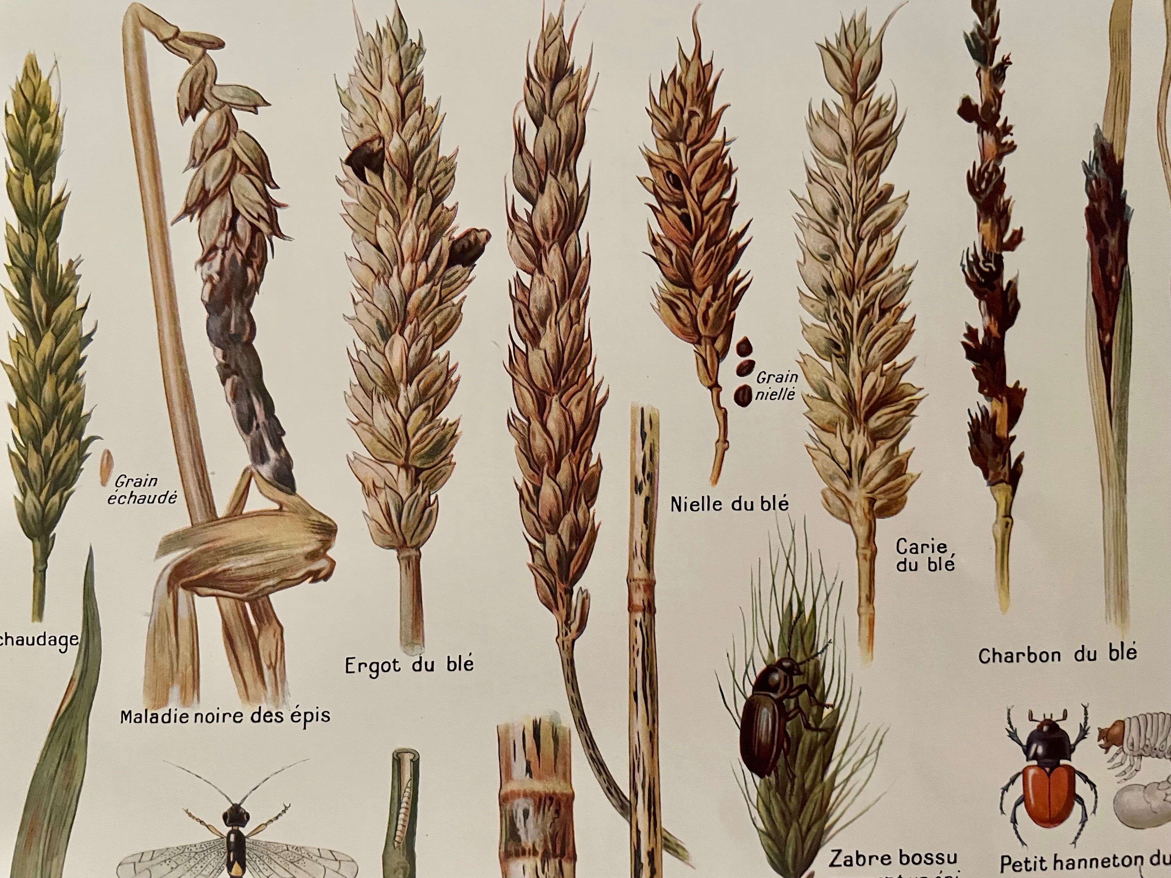 1921 wheat lithograph (diseases and enemies of wheat)