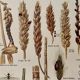 1921 wheat lithograph (diseases and enemies of wheat)