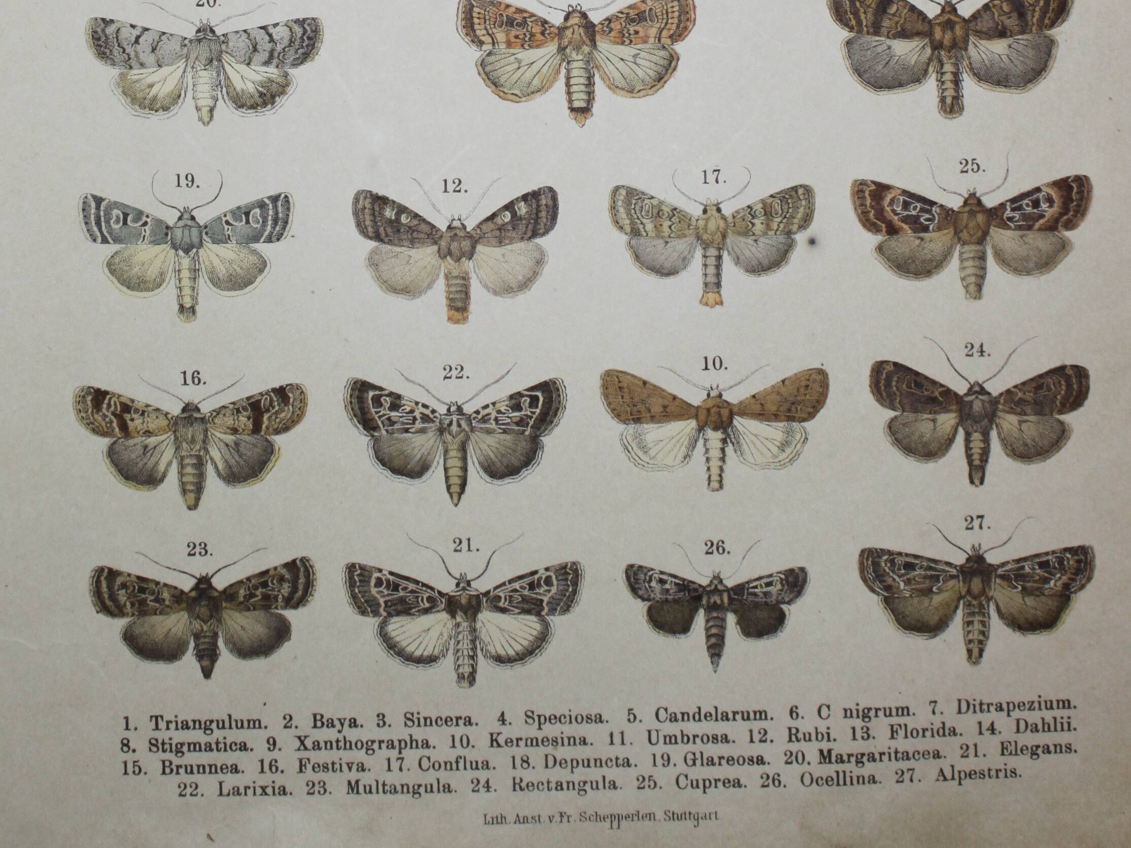 Old Butterfly engraving - Lithograph from 1887 - Triangulum - Vintage entomological plate