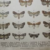 Old Butterfly engraving - Lithograph from 1887 - Triangulum - Vintage entomological plate