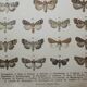 Old Butterfly engraving - Lithograph from 1887 - Triangulum - Vintage entomological plate