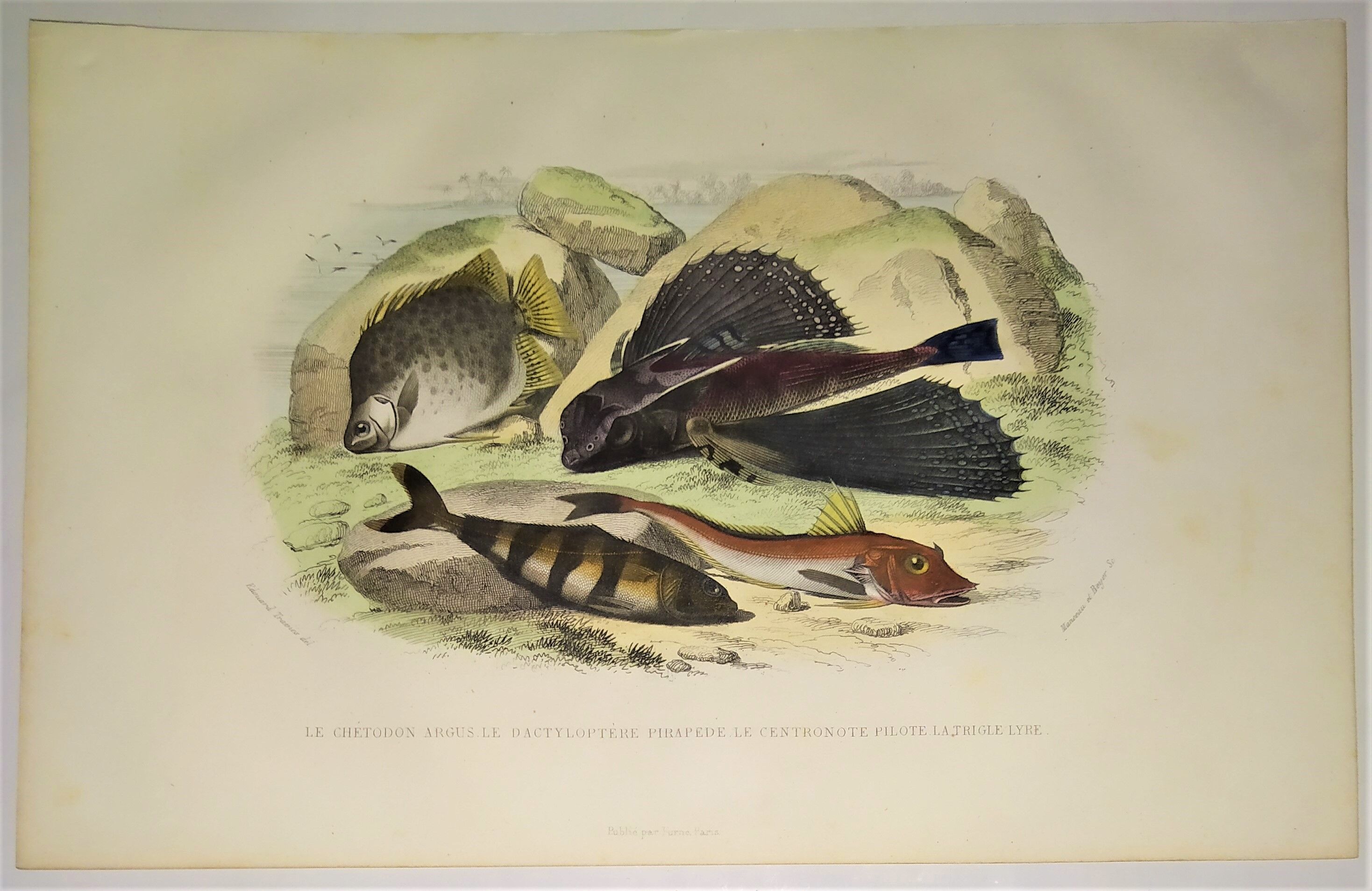 Original zoological plate of 1839 " the chetodon argus,...,...,...