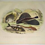 Original zoological plate of 1839 " the chetodon argus,...,...,...
