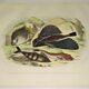Planche zoologique originale de 1839 " le chetodon argus,...,...,...