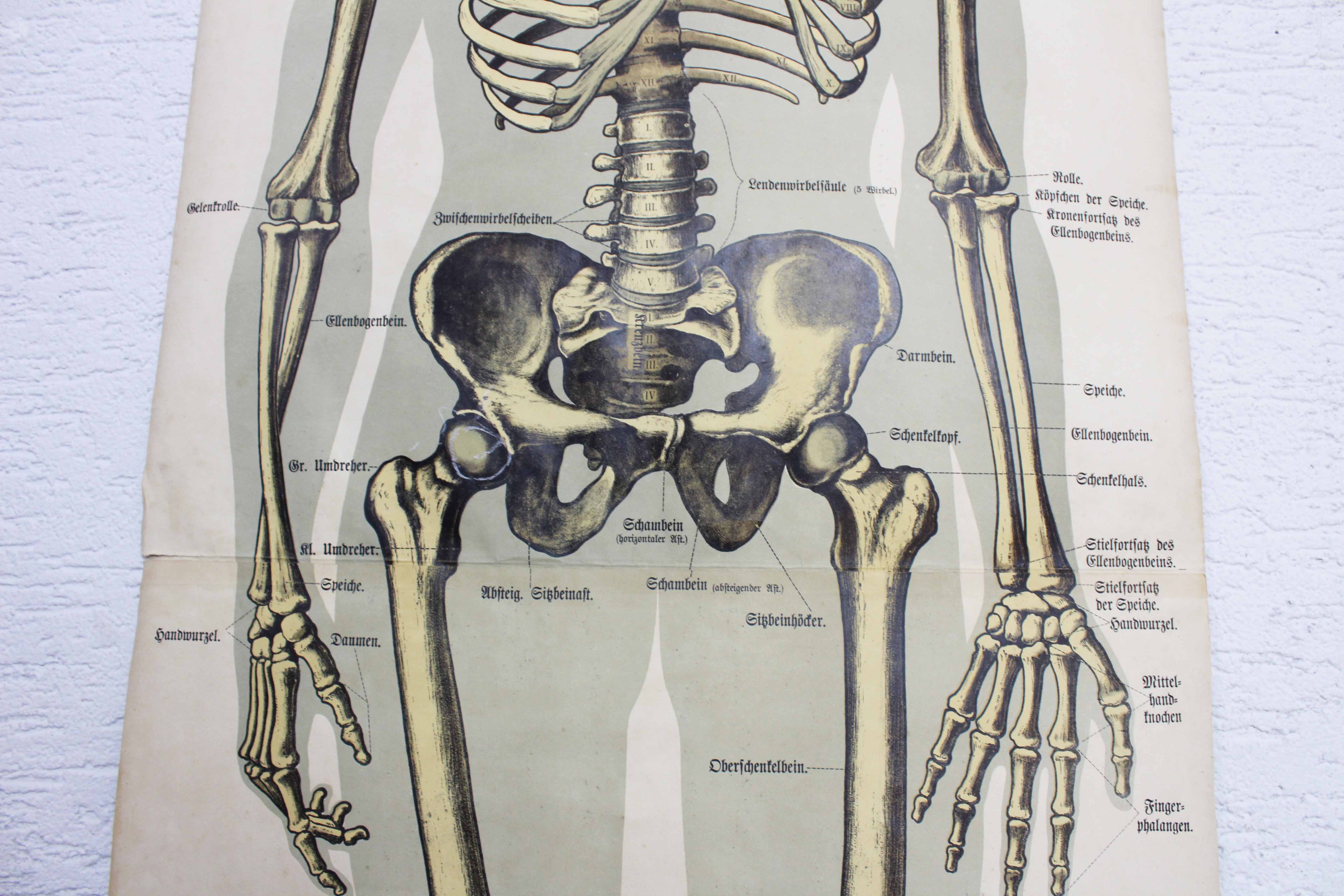 Anatomy poster XIXeme
