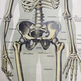 Anatomy poster XIXeme