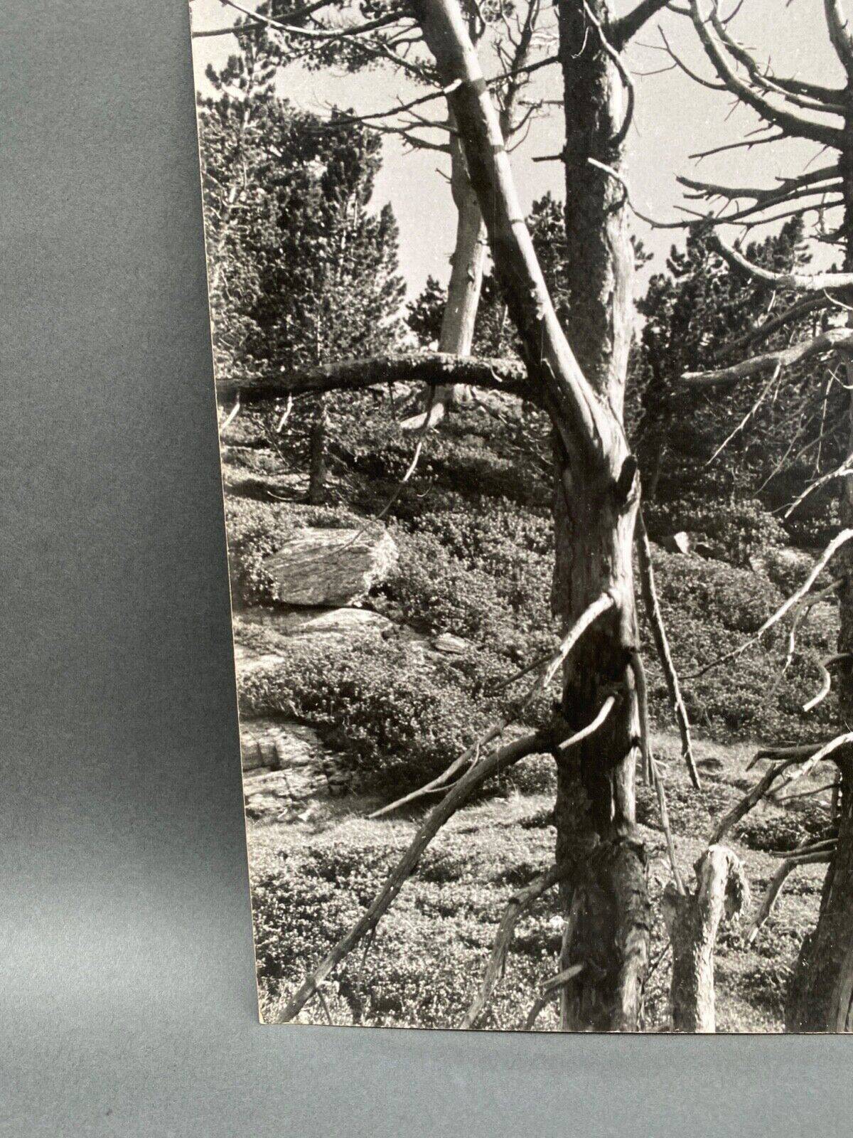 Silver gelatin photograph by Bernard Darot, Dead Tree, 20th century