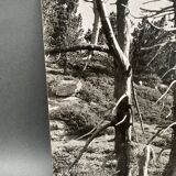 Silver gelatin photograph by Bernard Darot, Dead Tree, 20th century
