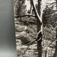 Silver gelatin photograph by Bernard Darot, Dead Tree, 20th century