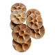 Italian oyster plates