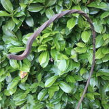 Plant holder h135cm vintage twisted iron