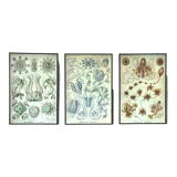Triptyque Haeckel - « Formes artistiques de la nature » 40x60cm chacun