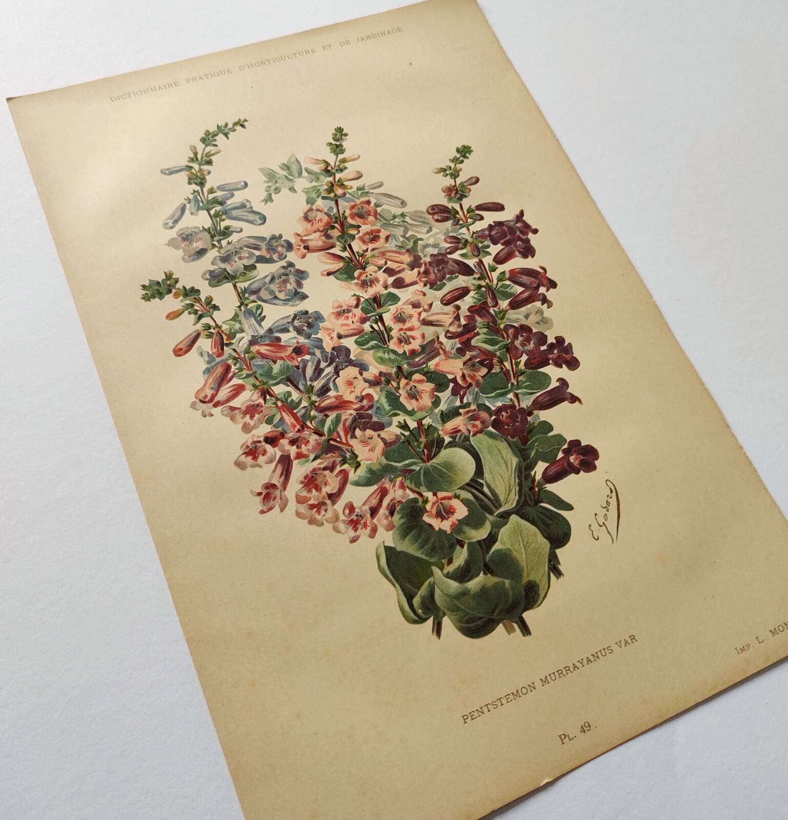 Gravure Fleur de 1897 - Pentstemon Murrayanus Var. - Planche botanique ancienne E.Godard