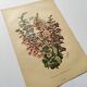 Gravure Fleur de 1897 - Pentstemon Murrayanus Var. - Planche botanique ancienne E.Godard