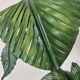 "Palm Tree" floor lamp attributed to Sergio Terzani, 1970s.