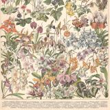Old plate on greenhouse flowers and plants 1897