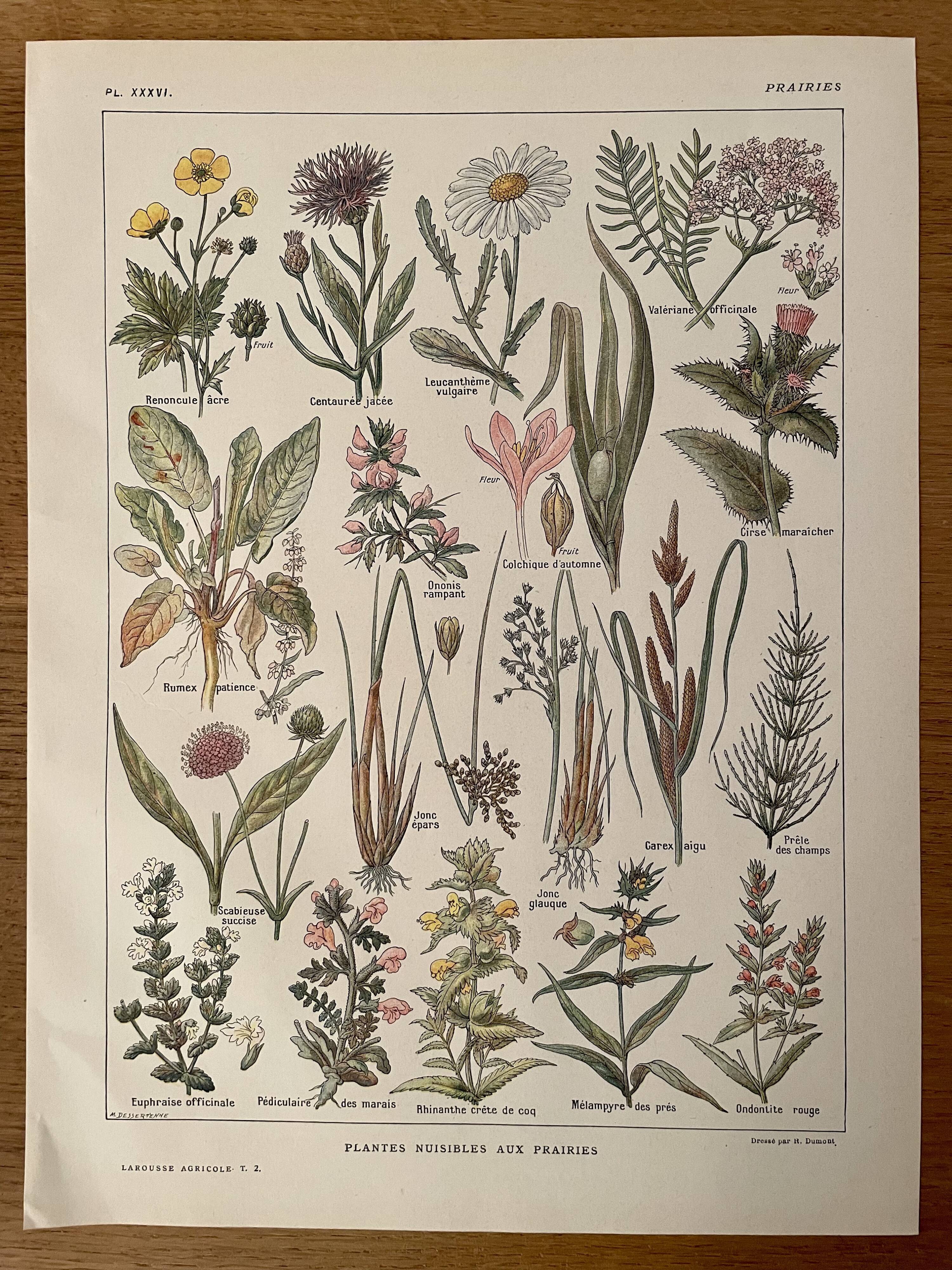 Lithographie sur les plantes de prairies XXXVI 1920