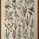 Lithograph on grassland plants (XXXVI)- 1920