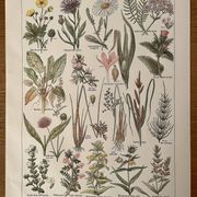 Lithographie sur les plantes de prairies XXXVI 1920