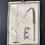 Botanical Poster 1970's