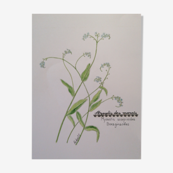 Botanical drawing forget-me-nots