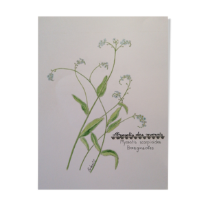 Dessin botanique myosotis