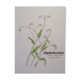 Dessin botanique myosotis