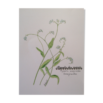 Botanical drawing forget-me-nots