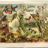 Zoological engraving from 1909 - Butterflies and insects - Old German print