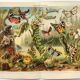 Zoological engraving from 1909 - Butterflies and insects - Old German print