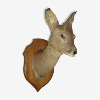 Stuffed Deer Head