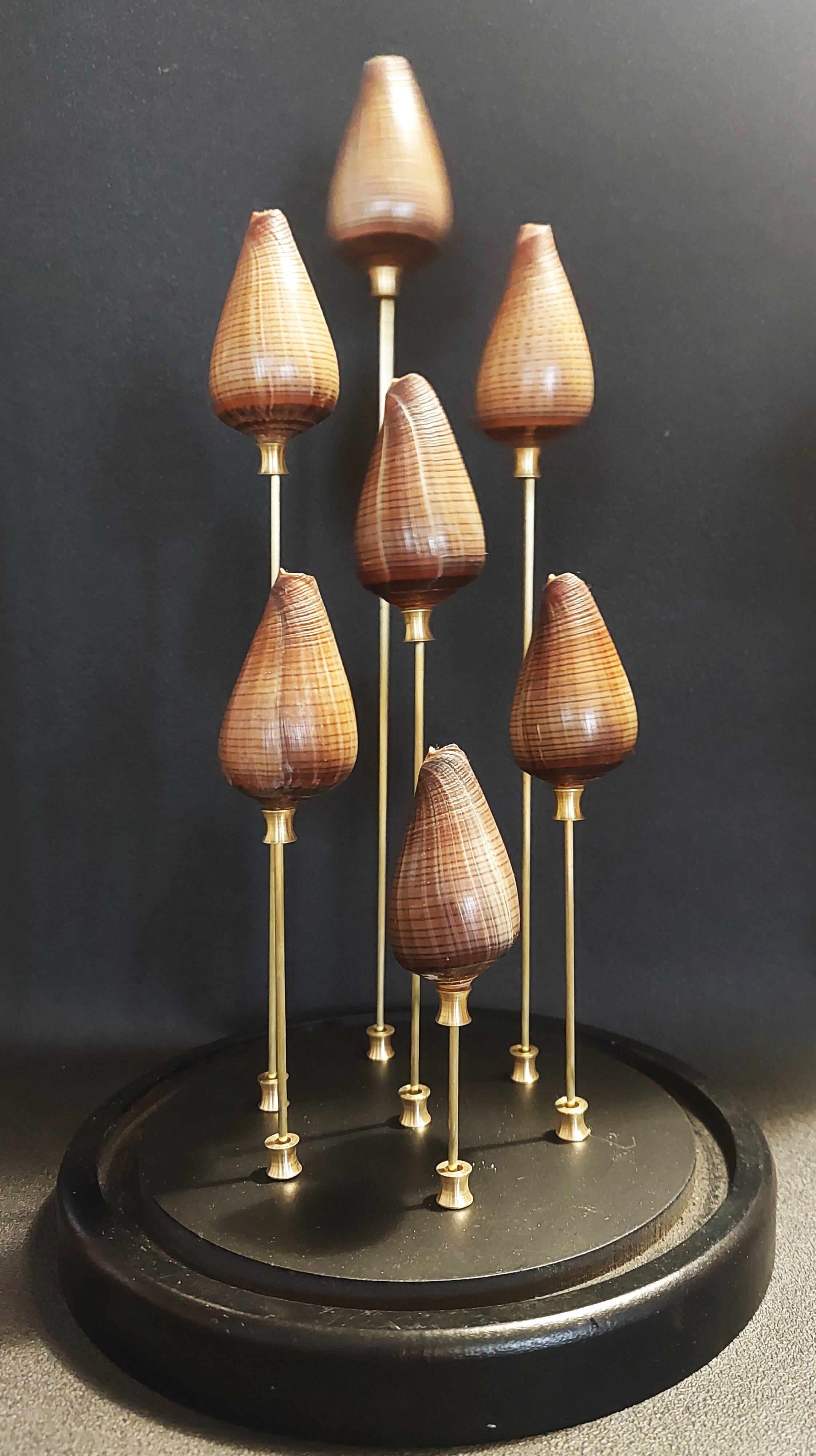 Cabinet of Curiosities globe with conus figulinus shells