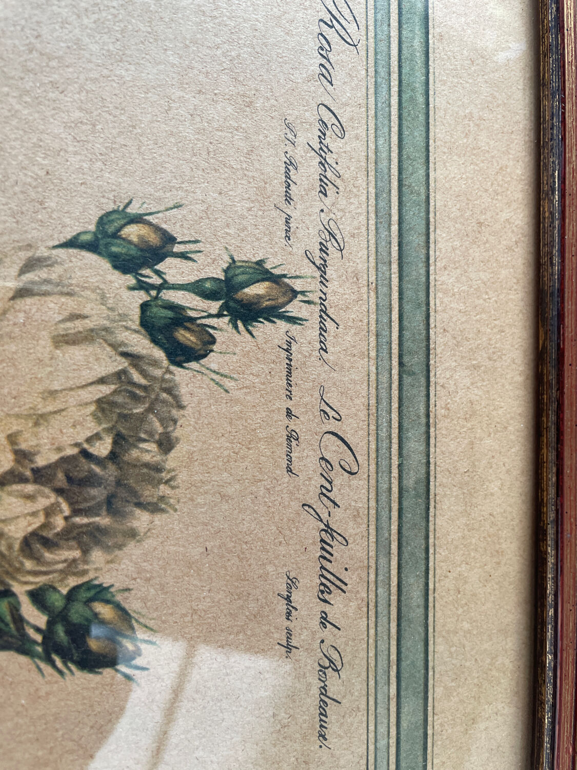 Botanical poster PJ Redoute