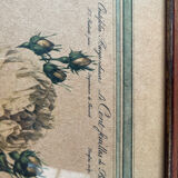 Botanical poster PJ Redoute