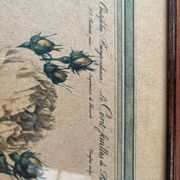 Botanical poster PJ Redoute
