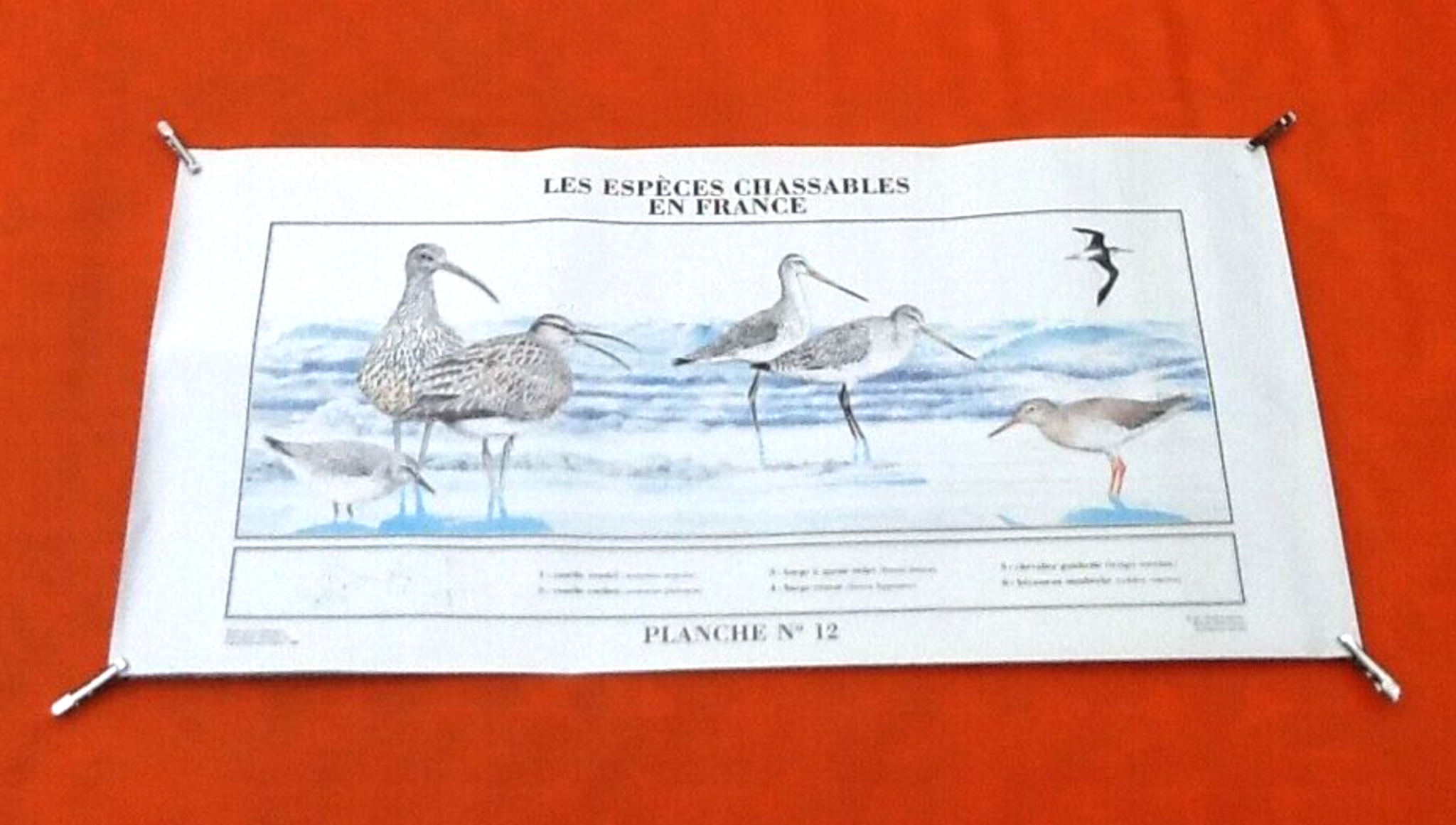 N°12 Huntable species in France