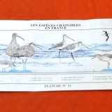 N°12 Huntable species in France
