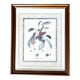 Botanical frame bigarreaux cherry branch