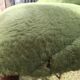 Green mmoute chair