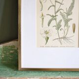 Botany under frame Yarrow